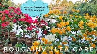 Bougainvillea Care In Malayalam Tips For Blooming BougainvilleaPruning Propagation and Repoting [upl. by Nonnel]