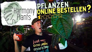 Zimmerpflanzen online kaufen 🤫 Wir testen den Pflanzen Shop Harmony Plants [upl. by Naerb]