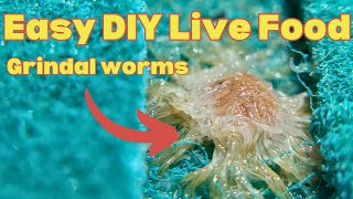 Culturing grindal worms for small freshwater fish  live foods for aquarium [upl. by Yendyc]