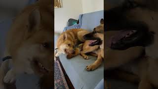 watch the END 😄 dog huskypower dogowner huskyworldwide petowner germanshepherd 😄 [upl. by Akcir]