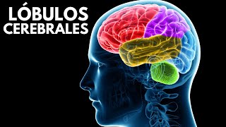 Los LÓBULOS CEREBRALES sus funciones ubicación y características🧠 [upl. by Rufina]