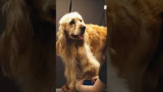 Monthly Grooming Secrets keratinization process caninehealth petcareservices doglover [upl. by Hazrit385]