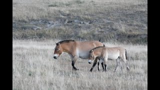 Eemian Neanderthals and horses their absence in the UK [upl. by Eatton]