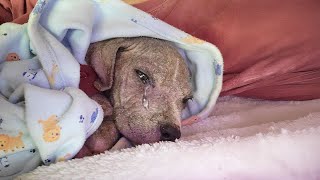 The mangy puppy kept calling for his mother he was abandoned in a ditch [upl. by Nigel]