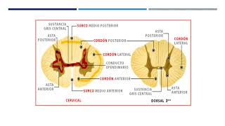 Médula espinal y nervios espinales [upl. by Weisbart]