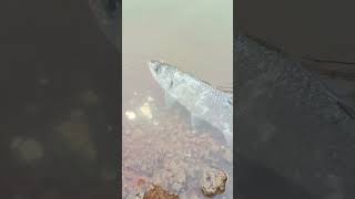 Catch And release small tarpon fishing [upl. by Nayllij]