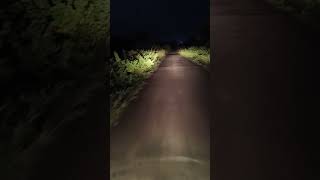 Nightjar was found on the road while traveling at dawn naturebird1 [upl. by Yuzik]