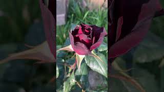 Black Baccara rose close up2ブラックバッカラ黑巴克月季2024513zone 8a [upl. by Oluas]