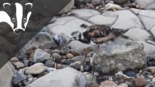 How Did a Turnstone get its Name [upl. by Edie]