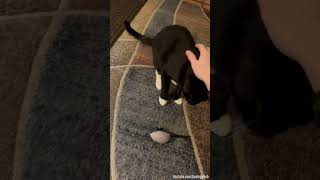 My Cat Likes to Play Fetch [upl. by Carter596]