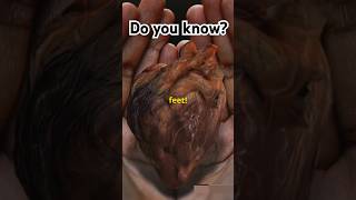 Facts about human heart facts knowledge viral viralshorts shorts students neet heart [upl. by Spector765]