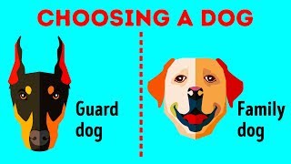 How to Choose the Perfect Dog Breed Just for You [upl. by Leber701]