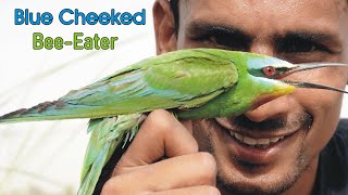 Blue Cheeked Beeeater Bird Full Documentary [upl. by Berck]