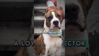 American Staffordshire Terrier Dog Hidden facts shorts ytshorts youtubeshorts trending [upl. by Nosyrb]