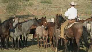 Tongue River Ranch  American Quarter Horse Program [upl. by Lotti]