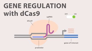 4 CRISPR Cas9  Gene Regulation with dCas9 [upl. by Rubetta20]