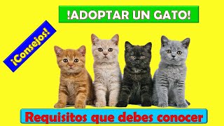 REQUISITOS Y CONSEJOS PARA ADOPTAR UN GATO  ¿QUIERES ADOPTAR UN GATO [upl. by Brawner746]