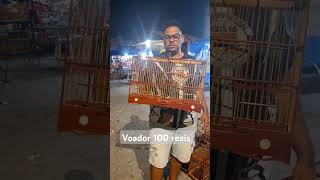 Voador 100 reais 😱 gaiola arejadores voador feiracordeiro baiao baianinha [upl. by Strickler]