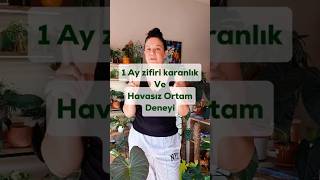 1 Ay zifiri karanlık  havasız ortam deneyi 🌿 duaçiçeği anthurium philodendron deney [upl. by Iaras]