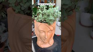 From grass to beautiful decor piece  how to grow turtle vine from cutting  how to grow inch plant [upl. by Marshall]