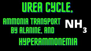 USMLE Step 1  Lesson 63  Urea Cycle Ammonia Transport by Alanine and Hyperammonemia [upl. by Lumpkin]