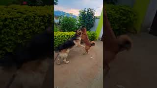 Agar apko tin dog dikhe to app kon sa dog chose karoge germanshepred rottweiler husky youtub yt [upl. by Jessica601]