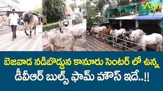 DVR Bulls Farming  బెజవాడ నడిబొడ్డున కానూరు సెంటర్‌లో ఉన్న డీవీఆర్ బుల్స్ ఫామ్ హౌస్ ఇదే Tone Agri [upl. by Serica764]