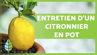 ENTRETIEN dun CITRONNIER en POT 🍋 🌳 Arrosage substrat taille et plus encore [upl. by Lambard]