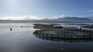 ‘No clarity in sight’ for either side of the Tasmania salmon feud [upl. by Burtie]