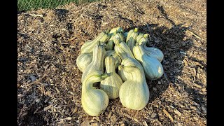 Cushaw Squash Harvest  Fall 2021 [upl. by Lyrrad]