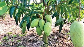 Malihabad Nursery Thai katimon mango  Baramasi   Lucknow Uttar pradesh [upl. by Deelaw]