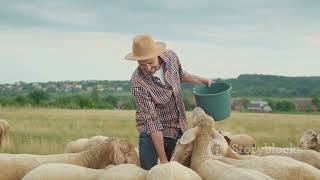 Boer Goats vs Dorper Sheep  Which multiplies faster over a period of 10 years  Farming Showdown [upl. by Angie]