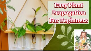 Easy Plant Propagation For Beginners plants plantpropagation [upl. by Elinnet]