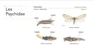 Séance 2  Cours dentomologie adulte [upl. by Zsamot]