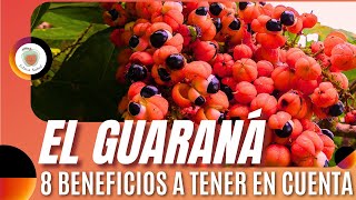 EL GUARANÁ Para qué SIRVE 8 Beneficios a tener en cuenta [upl. by Libbna845]