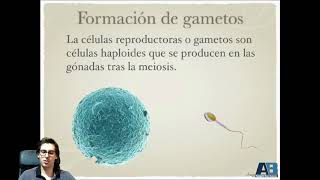 08  La célula La meiosis parte 2 Biología y Geología 4º de ESO [upl. by Schargel398]