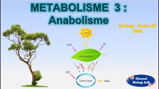 Anabolisme  Fotosintesis [upl. by Asiole524]