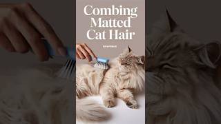 how to combing matted cat hair cats cat kittens kittyrescuee6621 [upl. by Nnyleahs201]