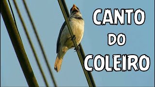 ♫ CANTO Selvagem do COLEIRO ♫ PAPA CAPIM Sporophila caerulescens ao vivo da natureza [upl. by Marra109]