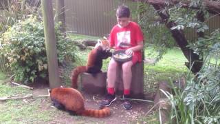 Mogo zoo red panda experience 2 [upl. by Myrle]