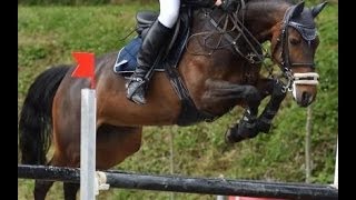 wwwsporthorsesonlinecom 2005 Oldenburg jumping mare 135 cm level sold [upl. by Hugh]