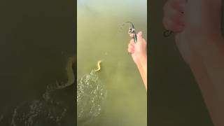 The worlds smallest fishing rod fishing calmseas tidefishing fish [upl. by Inahpit]