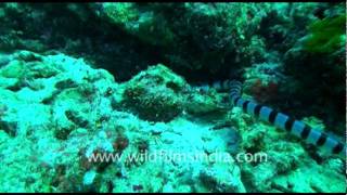 The sea snake Hydrophiinae [upl. by Anavrin129]