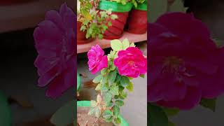 tere wastey fulak se me Chand laaunga newsongyoutubeshorts shortvideo youtubetrendingflowers 🌹 [upl. by Yee]