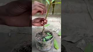 হিজল বনসাই অয়ারিংHizolplantLove [upl. by Myrtle]