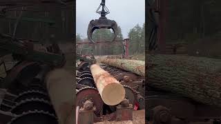 Debarking sawmill wood woodmachinery woodbusiness woodworking woodmill woodprocessing oak [upl. by Oiramat573]