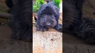 Catalan Sheepdog blackdog shortsvideo [upl. by Marras811]