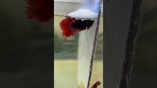 After releasing the female betta fish 🙀🥰 shorts bettafish breeding [upl. by Vassaux867]