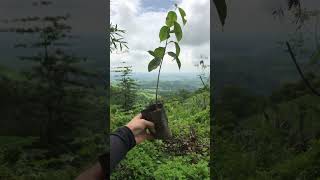 EXTREME HEAT PLANT TREES I am a millennial farmer and I plant trees💚🫶 youtubeshorts [upl. by Harlow402]