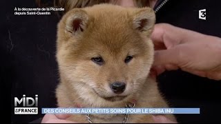 Shiba Inu  rencontre avec une éleveuse de chiens japonais [upl. by Leopoldeen311]